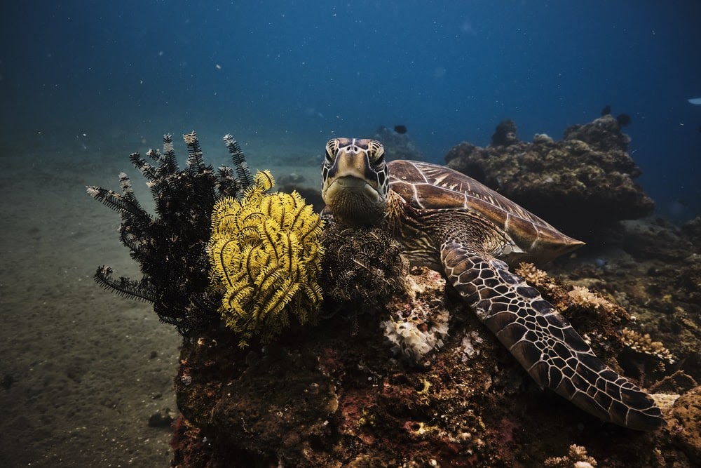 sea turtles dumaguete city bucket list