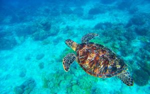 Apo Island (Pawikan)