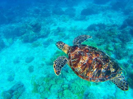 Apo Island (Pawikan)