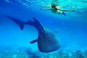 Oslob Whale Sharks Watching