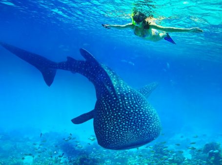 Oslob Whale Sharks Watching