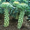 brusselsprouts2.jpg
