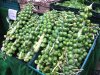 brusselsprouts.jpg