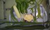 veges.jpg
