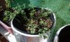 parsley.jpg