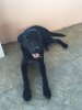 Sparky (1).jpg