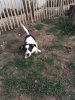 Puppy (2).jpg