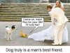 a-dog-is-trying-to-stop-a-wedding-humor-images.jpg