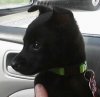 Willie just adopted #2~2-1.jpg