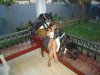 Dogs told you she was under there.jpg