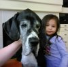 great dane.jpg