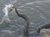 636349438641488236-snake-grabs-fish-070617_1499364536089_9987170_ver1.0.jpg