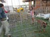 Rain water collection tank rebar cage (2).JPG