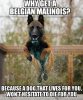 Belgian Malinois.jpg