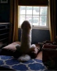 Dog looking out the window.JPG