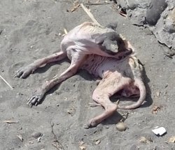 Starving dog on beach.jpeg