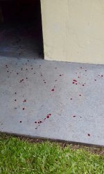 Blood trail.jpeg