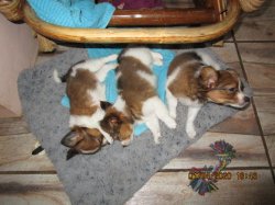 Sleeping pups.JPG