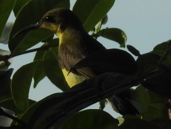 Sunbird.PNG