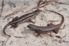 conv_11353.jpg
