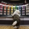 dulux dog 2.jpg