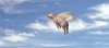 Pigs flyng.jpg