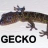 gecko