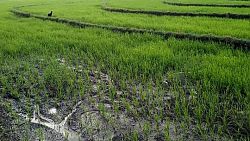 Rice fields near canlaon city