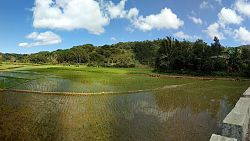 Rice paddys on the ayungon road