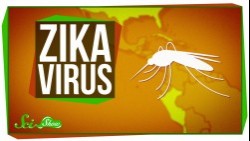 Zika Virus: What We Know (And What We Don't) - SciShow