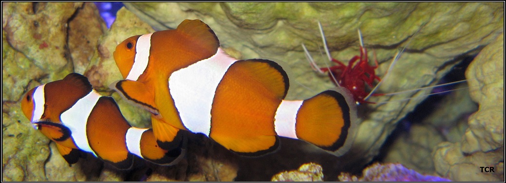 Life on the reefs, Negros Oriental