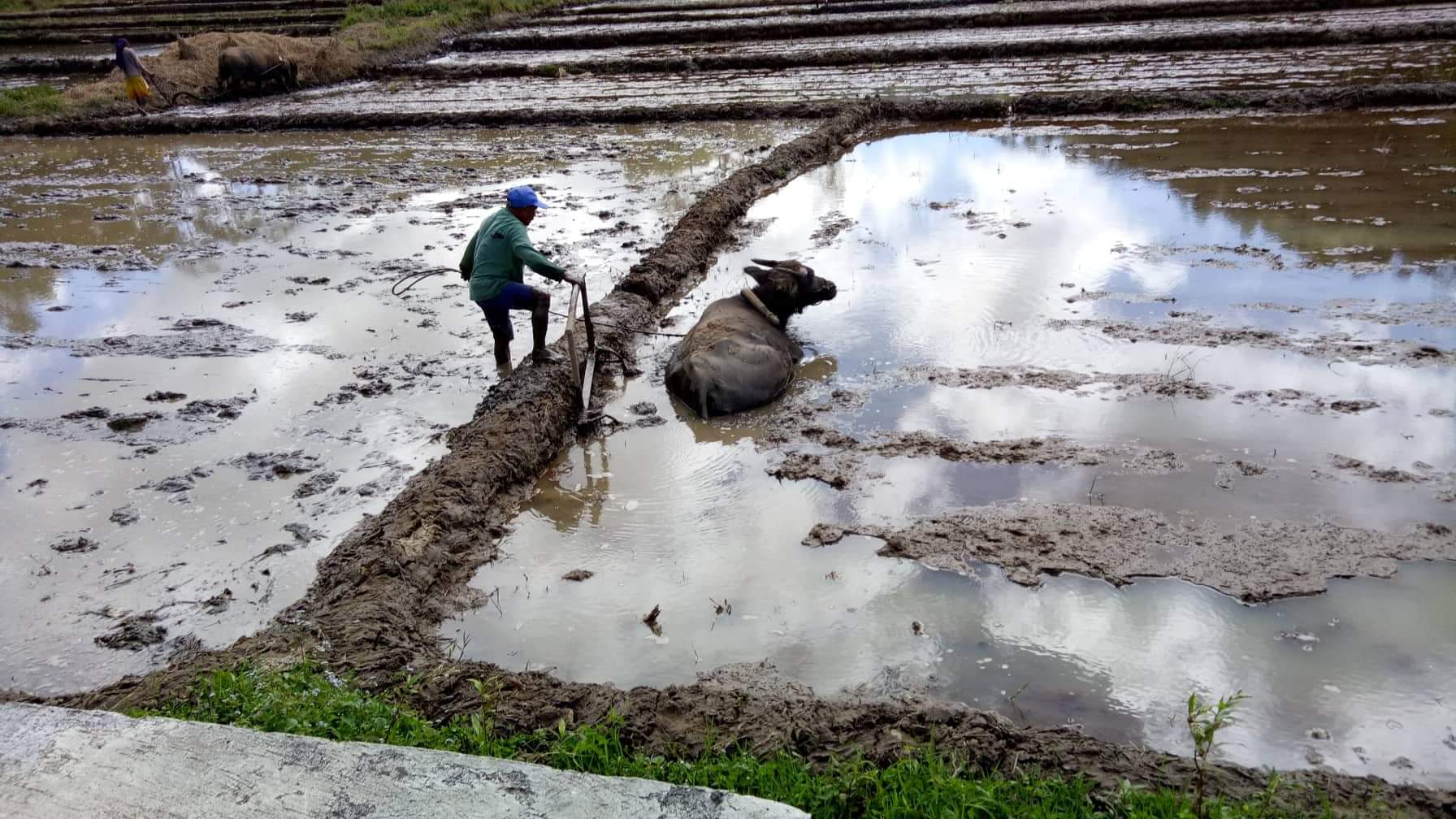 Road from ayungon to mabinay ploughing the rice fields