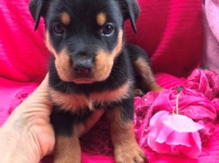 huntaway puppies for sale 2018