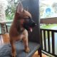 Puppies Malinois for sale