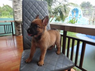 Puppies Malinois for sale