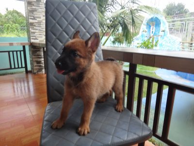 Puppies Malinois for sale