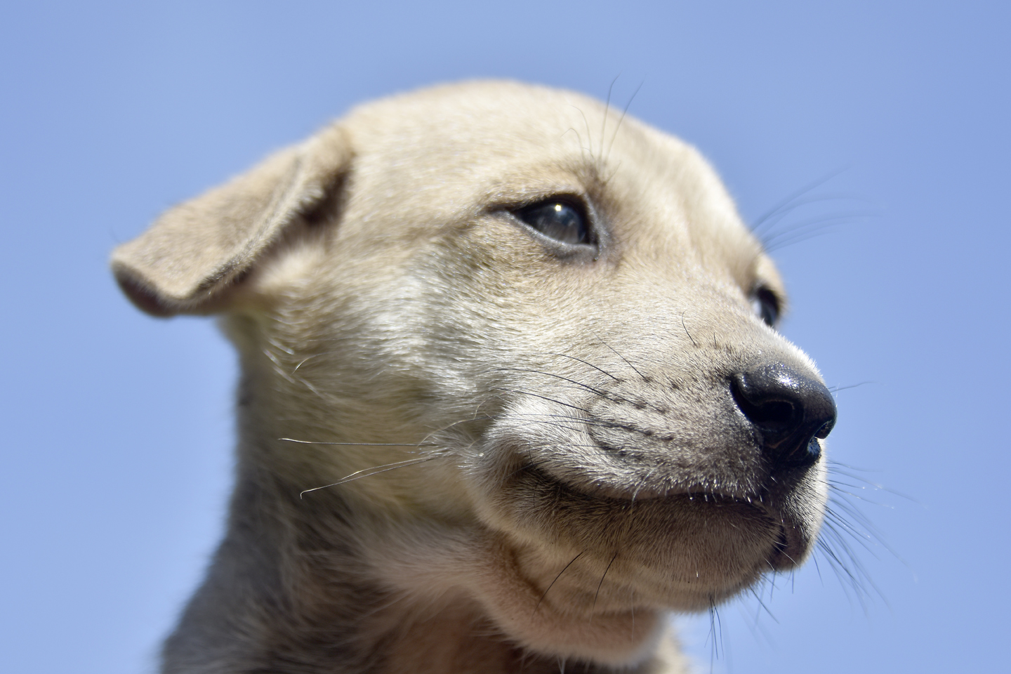 adoption-free-labrador-puppies