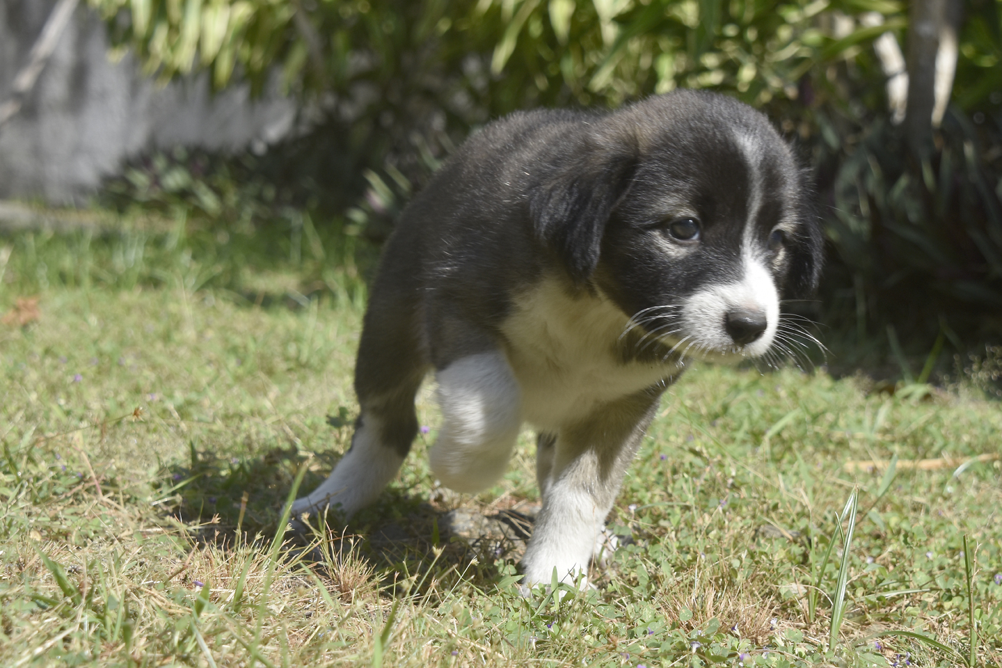 gorgeous-puppies-free-for-adoption-dumaguete-info-classifieds