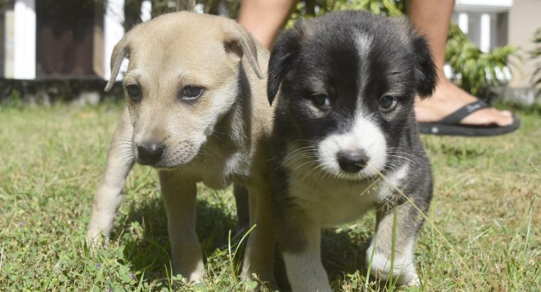 Gorgeous puppies FREE for adoption