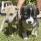 Gorgeous puppies FREE for adoption