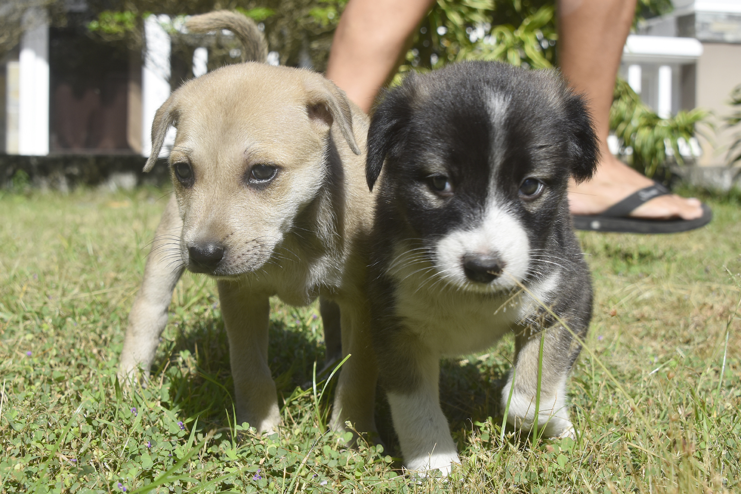 Utonagan Dogs For Adoption