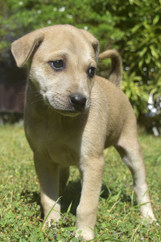 Gorgeous puppies FREE for adoption | Dumaguete Info ...