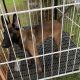 Belgian Malinois for sale