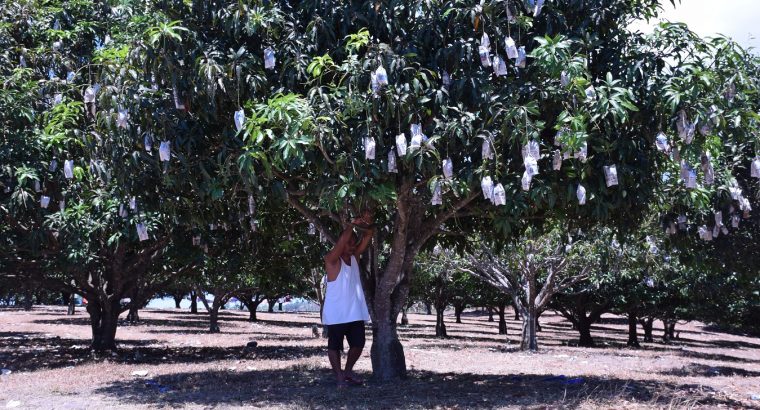 MANGO PLANTATION IN AMLAN