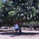 MANGO PLANTATION IN AMLAN