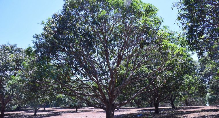 MANGO PLANTATION IN AMLAN