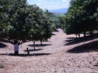 MANGO PLANTATION IN AMLAN