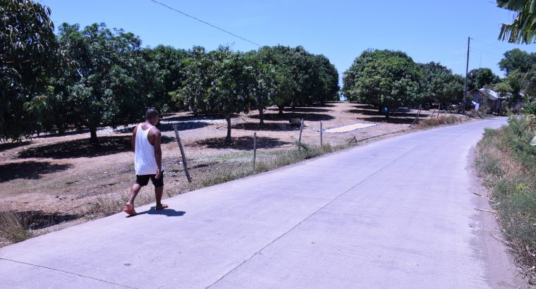 MANGO PLANTATION IN AMLAN