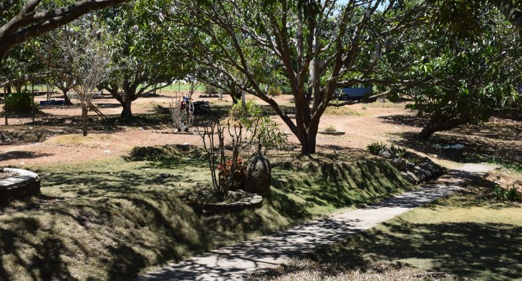 MANGO PLANTATION IN AMLAN