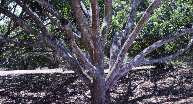 MANGO PLANTATION IN AMLAN